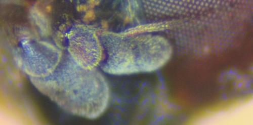 Melanostoma mellinum